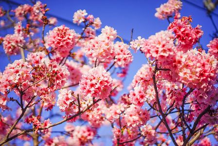 Chrerry Blossoms 