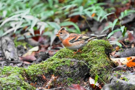 落ち葉じゃないよ、アトリだよ。