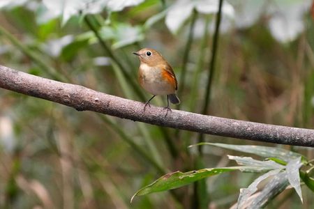 今年もレディーファースト
