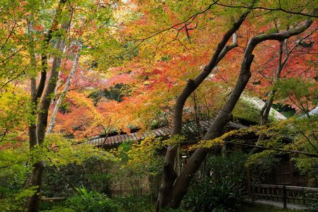 京都旅行1日目　地蔵院~嵐山嵯峨野へ