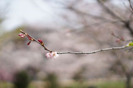 わずかに咲いてる桜が可愛らしい