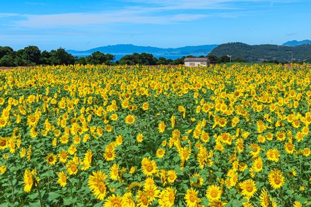 諫早の海とひまわり