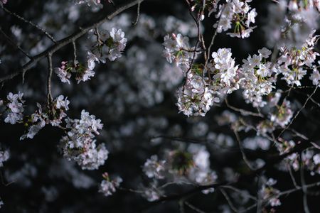 夜桜