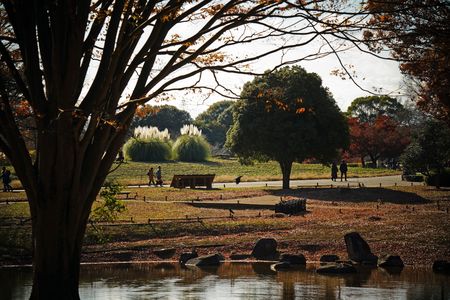 晩秋の自然を撮る　昭和記念公園　#カレンダー2024