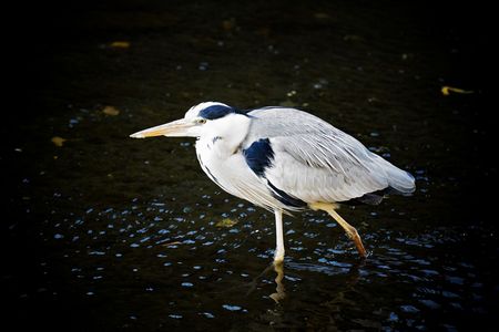 初撮りは鳥さん　v(^^*) 