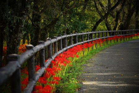 巾着田　曼珠沙華公園　(＾▽＾)/  