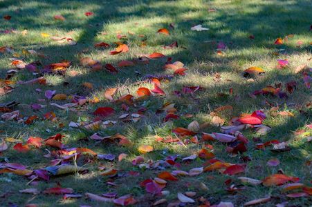 芝生に華を添える落ち葉