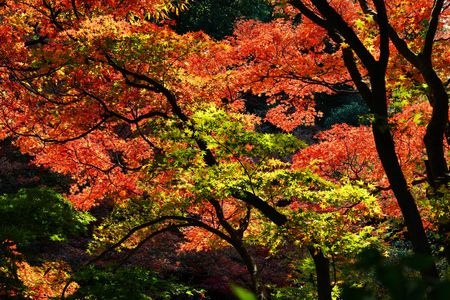 こども植物園　紅葉　(＾▽＾)/ 