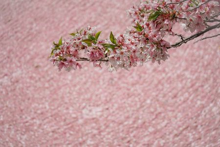 散桜の波紋