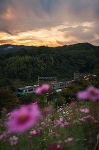 夕暮れのコスモスと地上を走る地下鉄