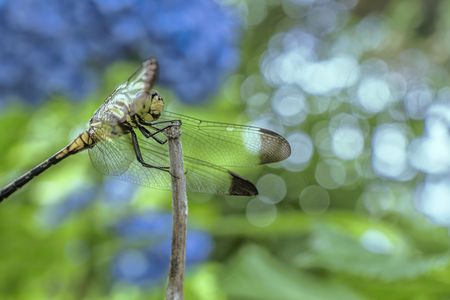 紫陽花バックに決めポーズ