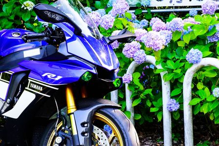 バイクと紫陽花
