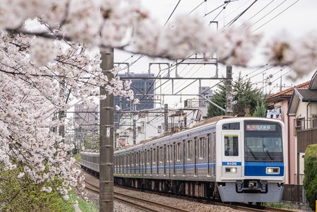 西武新宿線（東伏見・武蔵関間）の桜