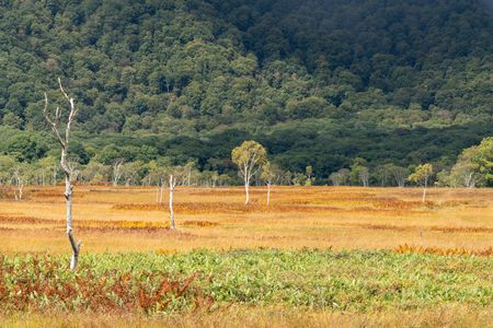 草紅葉　～秋の尾瀬ヶ原③～