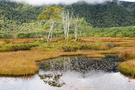 草紅葉　～秋の尾瀬ヶ原④～