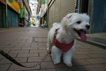 シャッター街にて