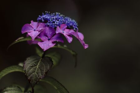 紫陽花