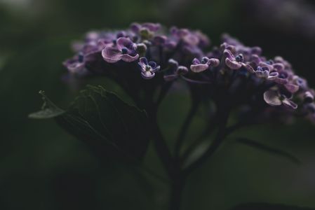 渦紫陽花