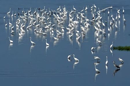 河口の鷺たち