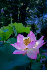 元気に咲くハスの花