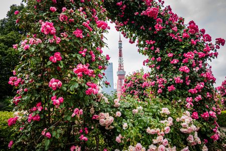 バラのアーチから東京タワー