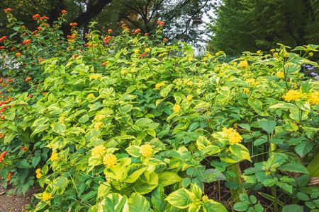 ランタナとヒルガオの咲く生垣