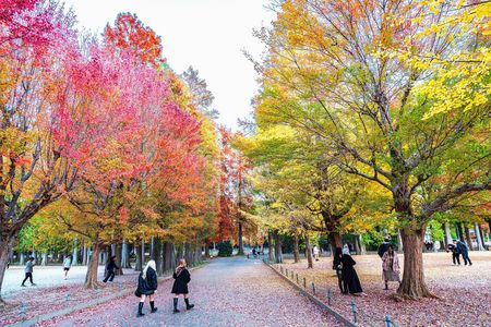 色づく公園の並木