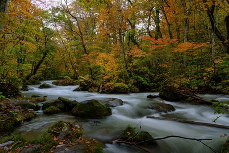 奥入瀬渓流