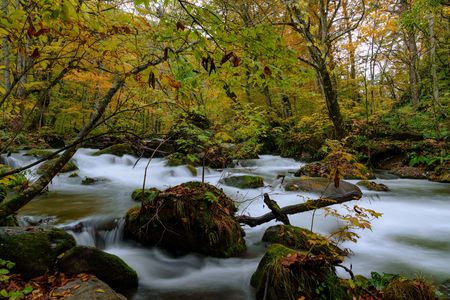 奥入瀬渓流④