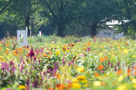 花畑とシャボン玉