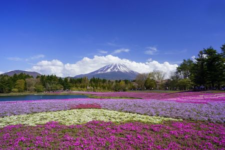 芝桜