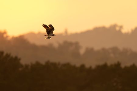 コノシロは黄金の空を飛ぶ夢を見た