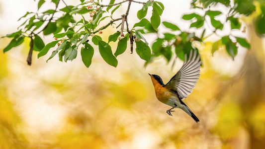 どれにしようかなっ