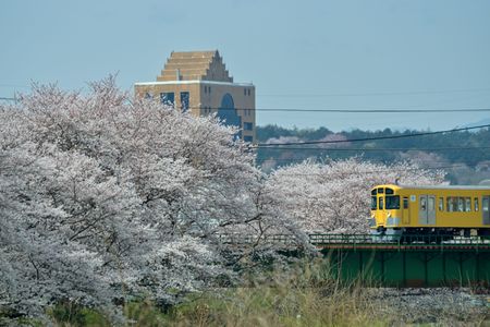 黄色い電車と桜