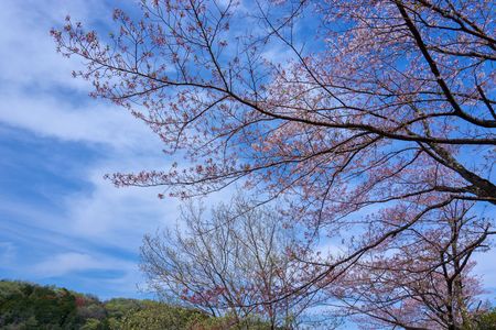 桜の終わりと青い空