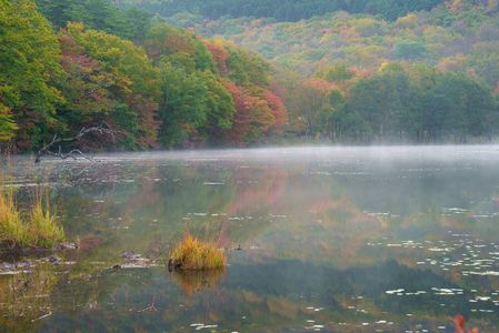 モヤと紅葉