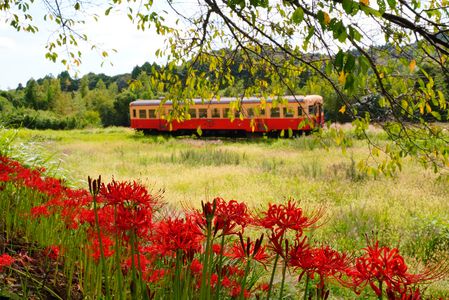 赤い彼岸花と単コロ