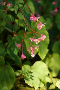古知谷阿弥陀寺の花