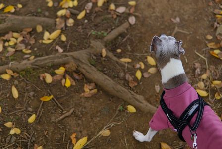 落ち葉の散歩道