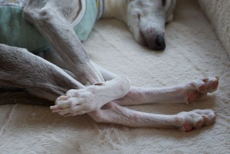 彼はコンパクト