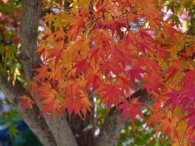 小春日和の大仙公園日本庭園