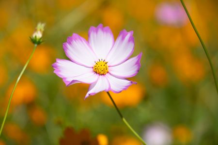 秋のエキシビション