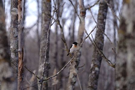 ヒタキ・マジック！？