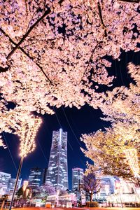 MM21にて、平成最後の桜と沈む双子座