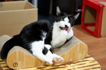 ジャストフィット　(=^・^=)