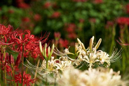 彼岸花 (その２)