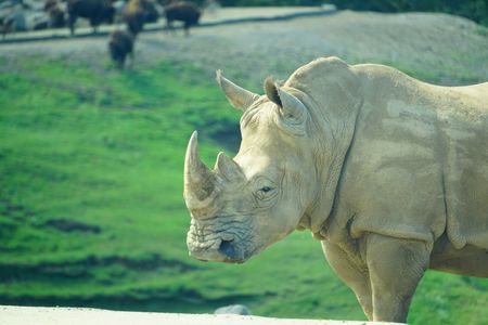 アフリカンサファリの秋のサイ⑥