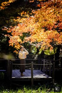 用作公園の紅葉