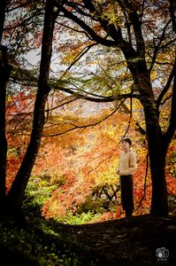 用作公園の紅葉