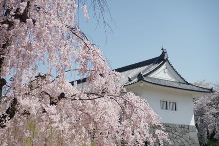 山形城の枝垂桜